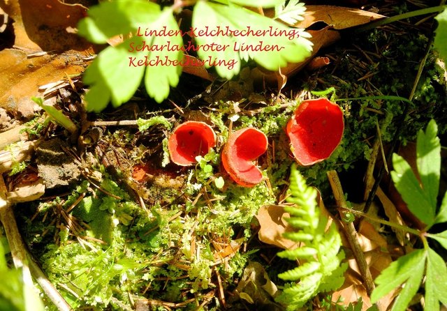 der Linden Kelchbecherling