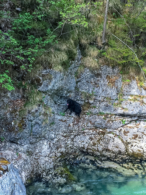 Der Hund wurde von Mitgliedern der Feuerwehr gerettet. | Foto: FF Hinterstoder