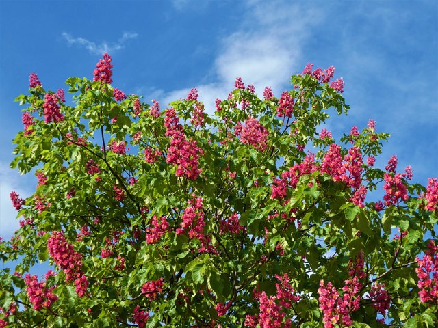Rote Kerzen am grünen Baum sind nicht nur an Weihnachten ein hübscher Anblick...