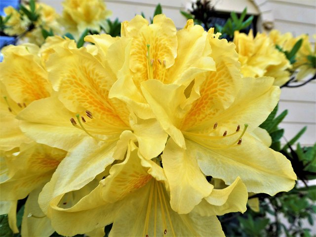 Besonders schön gefärbte Rhododendronblüten