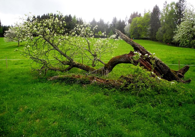 ein alter Birnbaum in Blüte !