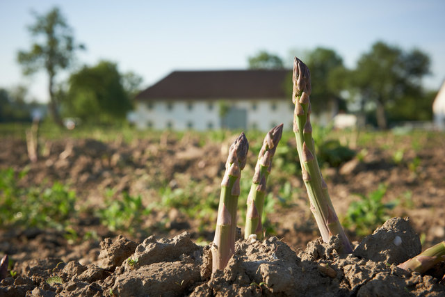 Spargel kann vielseitig eingesetzt werden. So etwa als Cordon Bleu oder klassisch mit Sauce Hollandaise. | Foto: Hofmann