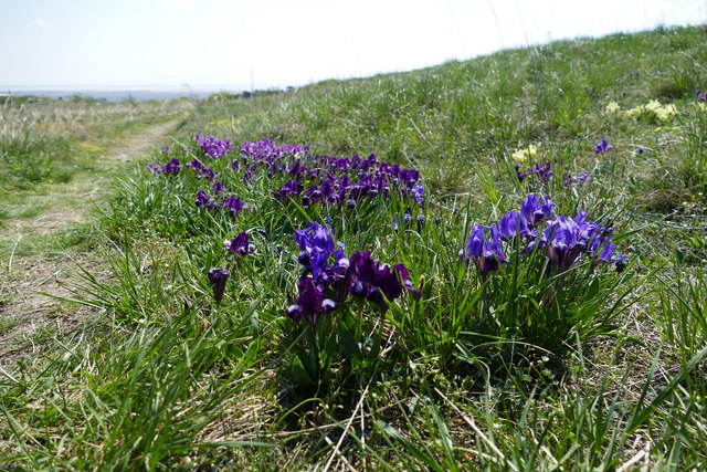 Blütenpracht am Thenau-Riegel