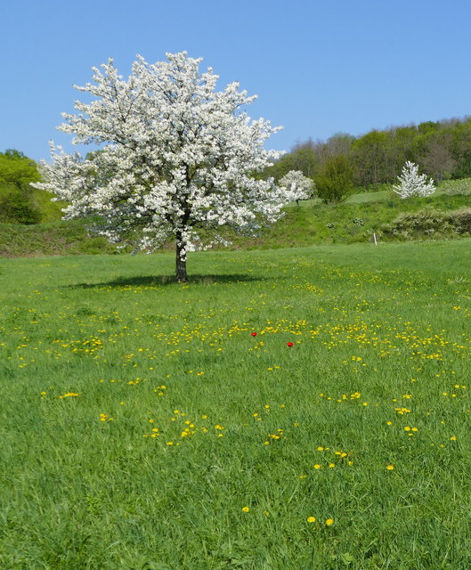 Am Kirschblütenweg in Purbach