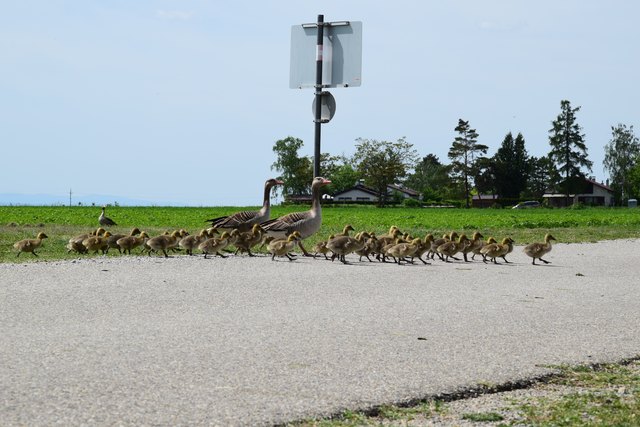 junge Graugänse unterwegs
