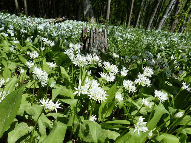 Bärlauchblüte im Sasswald Horn