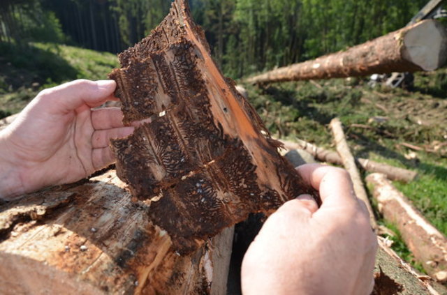 Der Borkenkäfer macht den Fichten zu schaffen. | Foto: Foto: LK OÖ Stollmayer