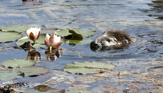 Der Biber genoss sichtlich die Aufmerksamkeit und sein Bad im warmen Fischteich auf dem Gelände der Lenzing AG.