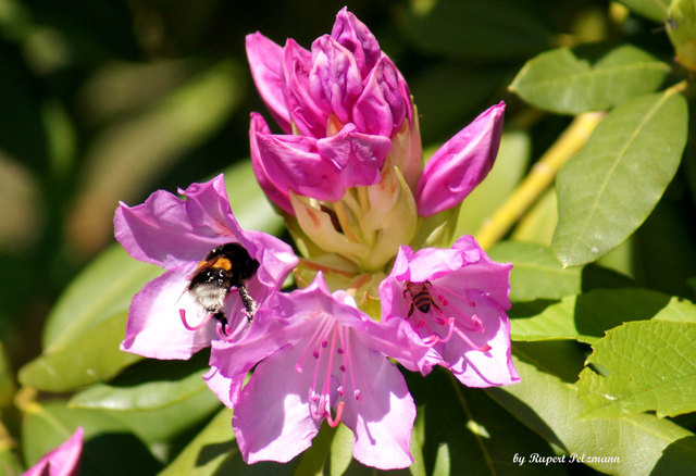 Der Rhododendron blht! - Deutschlandsberg