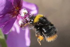 Wiesenhummel