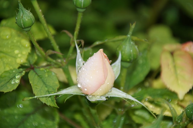 aufblühende Rose im Regen....