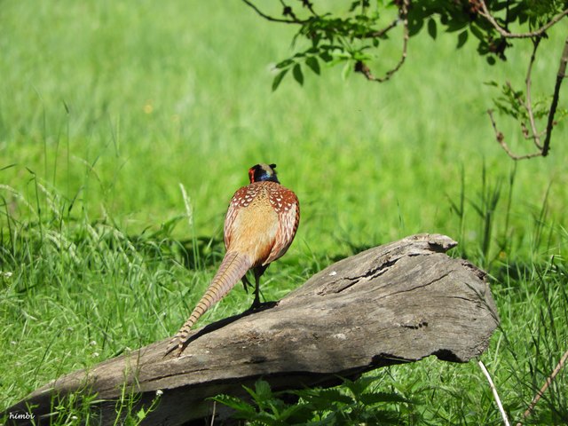 Ein schöner Rücken, kann auch entzücken