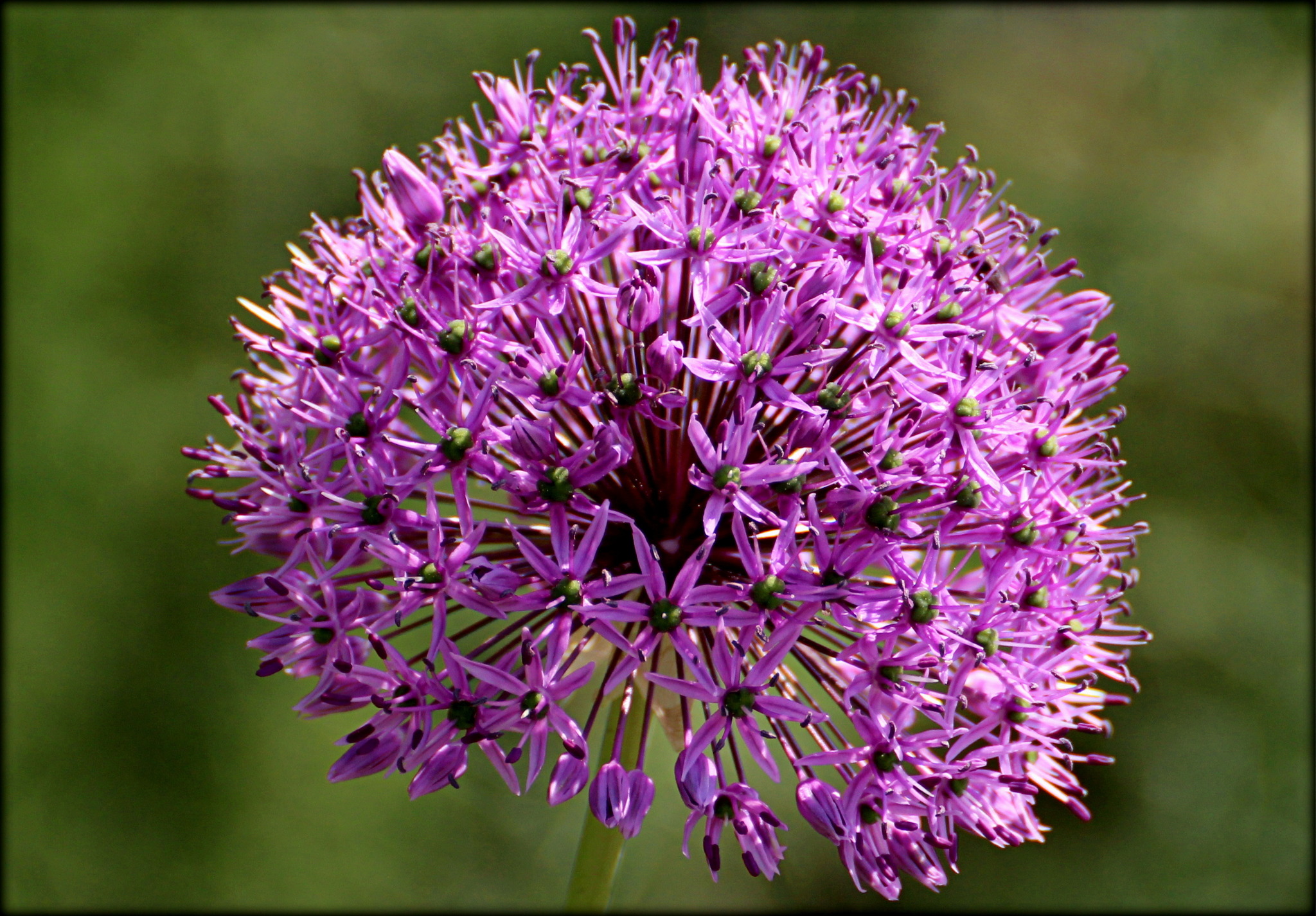 * der Zierlauch blüht * SalzburgStadt