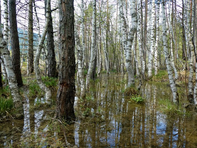 Das Reither Moor am Wildsee bei Seefeld