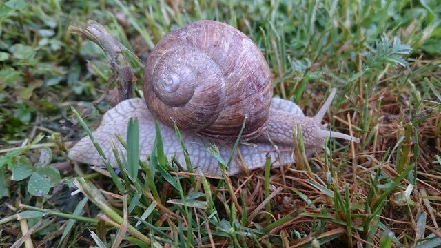 Auch die Schnecke erwacht im Frühling