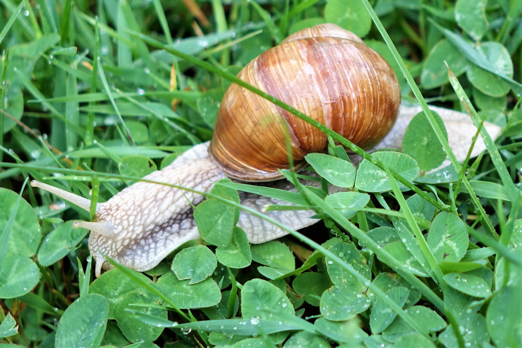 Husch...husch schneller ! Weiz