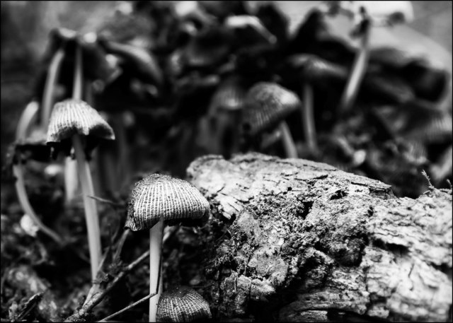 Pilze in Wien - Thema auf meinbezirk.at