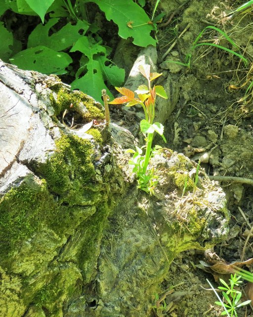 alter Nussbaum-neuer Trieb