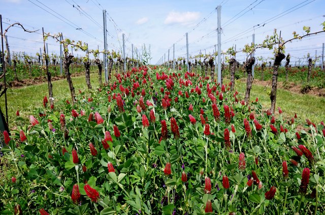 Zwischen den Reben in Oslip