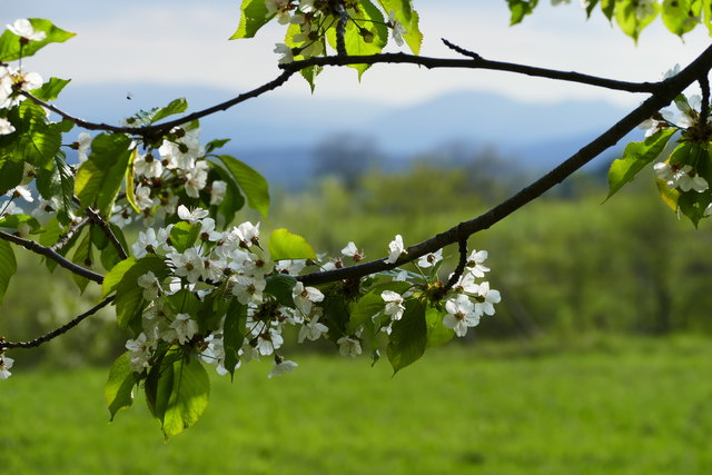 Frühlingsblüte bei Bad Fischau