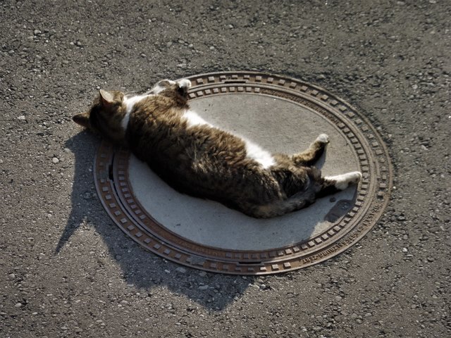 für Ratten :-))