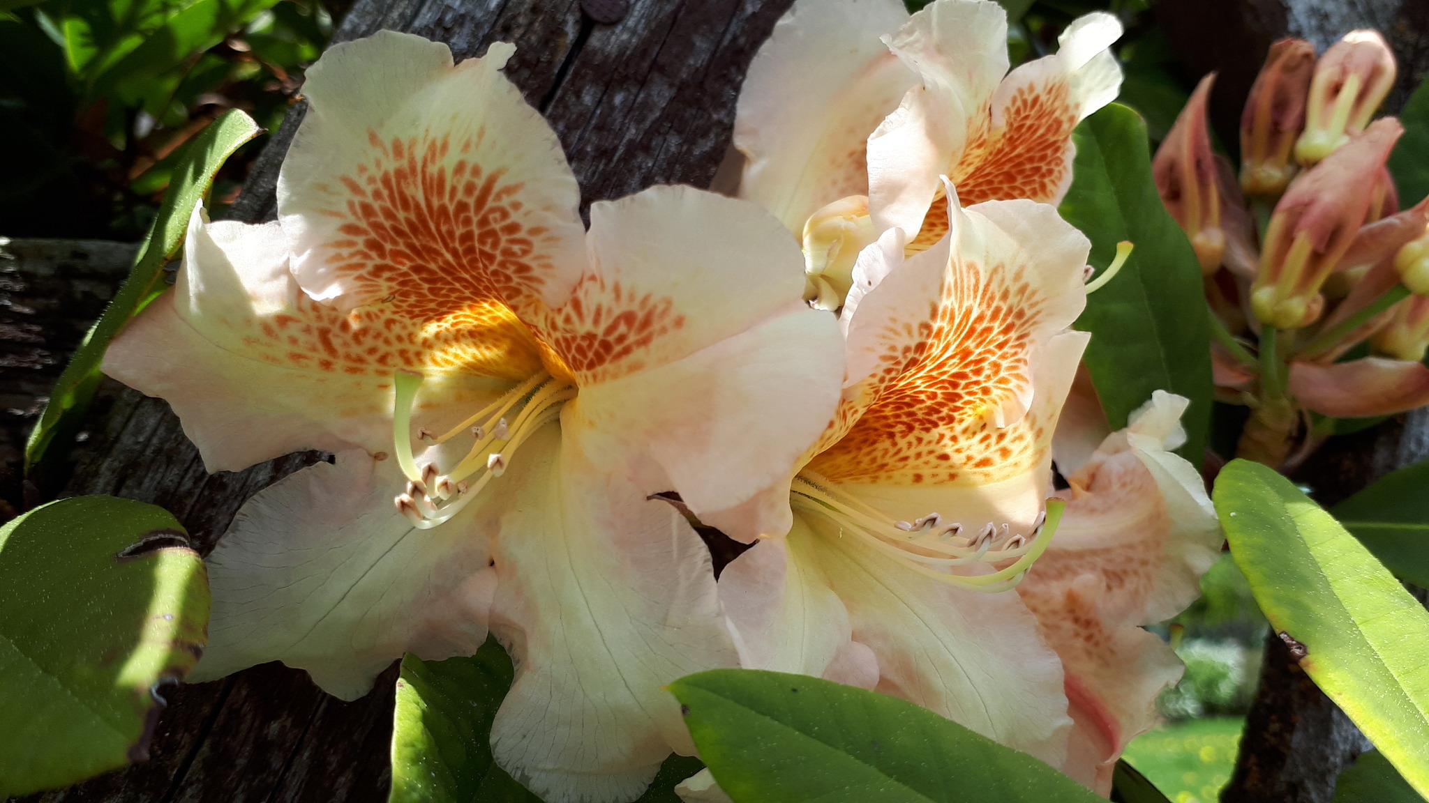 Get Drei dinge sind uns aus dem paradies geblieben For Android Free Drei Dinge Sind Uns Aus Dem Paradies Geblieben