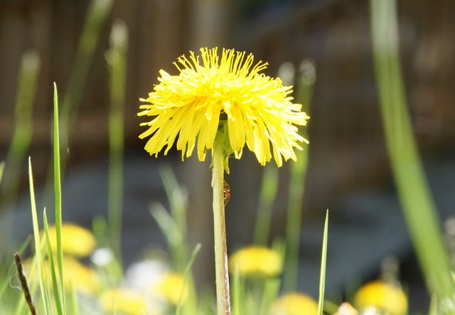 Löwenzahn erhält Besuch von einer Ameise.....