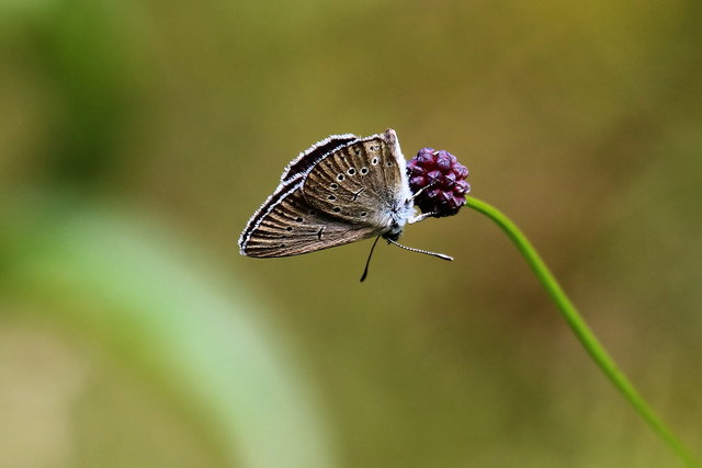 Heller Wiesenknopf Ameisen-Bläuling