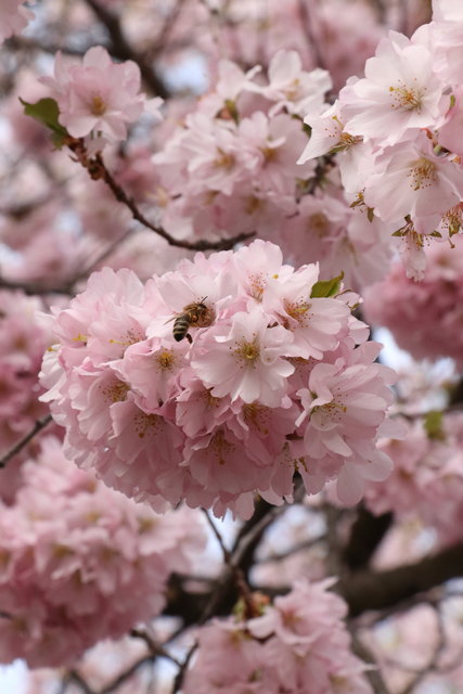 Mit den Blüten kommen auch die Bienen