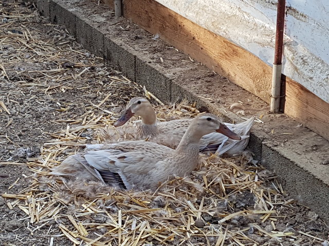 Meine zwei Laufentendamen brüten gemeinsam: ist ja gleich viel kurzweiliger!