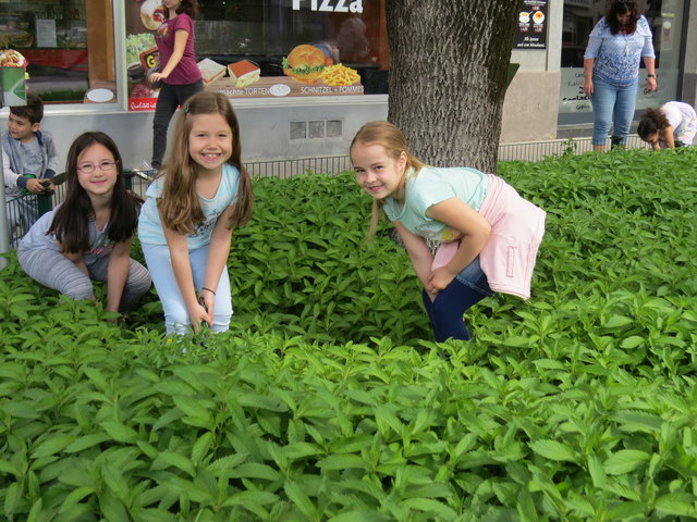 Die Kinder der Volksschule Wolfgang-Schmälzl-Gasse sind eifrig beim Einsetzen der Arzneipflanzen.