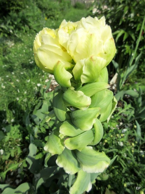 Eine außergewöhnliche Tulpe