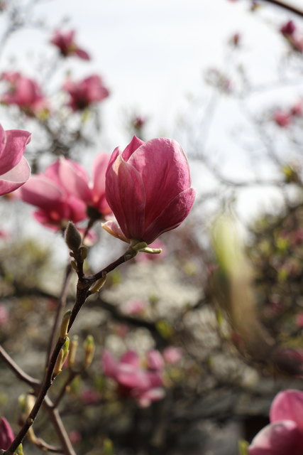 Die Blumen des Frühlings sind die Träume des Winters.