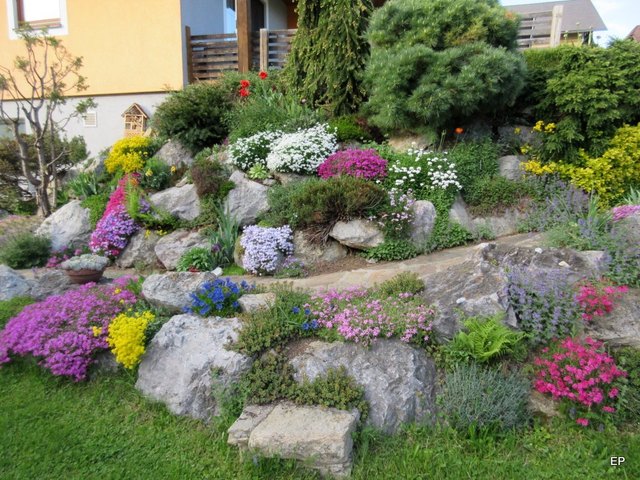 Blütenpracht im Steingarten