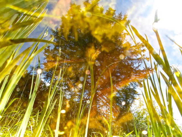 Frühlingssonnenspiegel