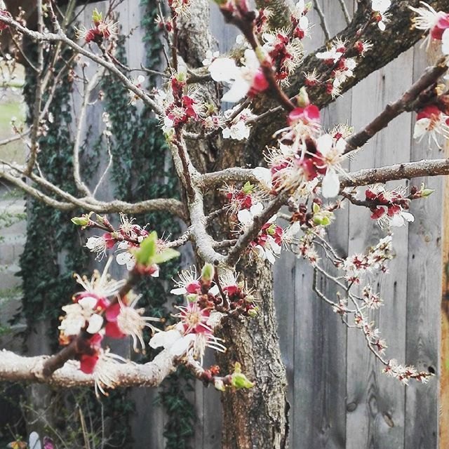 Hochbeet zum Muttertag