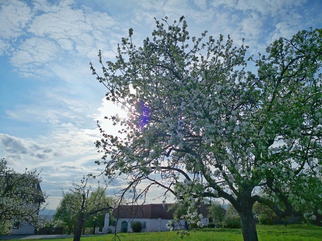 Frühling in Trulitsch