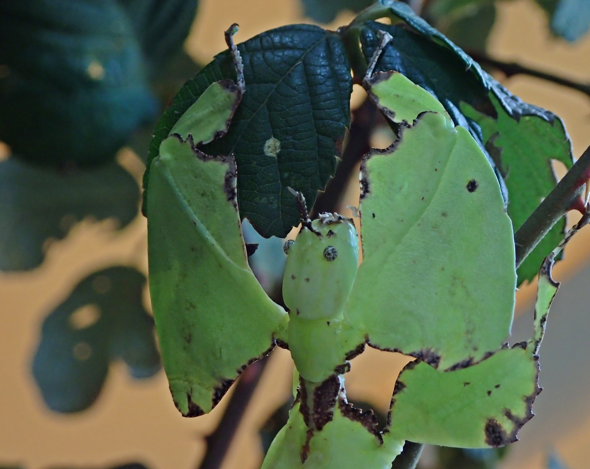 Großes wandelndes Blatt faszinierend! Donaustadt