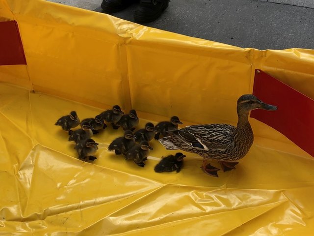 Die wieder vereinte Entenfamilie nach der Rettung im Auffangbecken. | Foto: MA 68 Lichtbildstelle