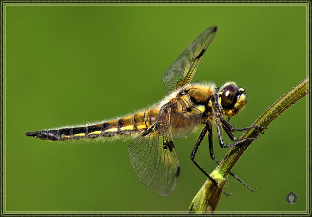 Vierflecklibelle