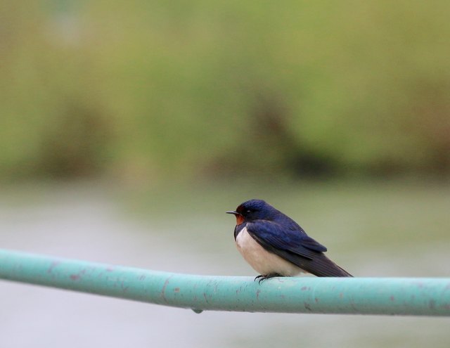 Es sind vermutlich nur ein Dutzend Uferschwalben die man in Neusiedl am See, dort wo noch ein kleiner Flecken intakter Natur übrig geblieben ist, sichten kann.