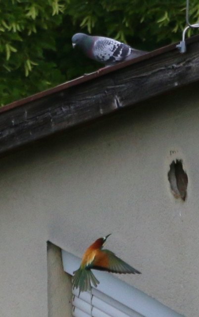 vorgestern, nicht weit vom Kalvarienberg, der hilflose Bienenfresser dem der schmale Platz zwischen Dämmung und Mauerwerk wohl nicht reichen wird.