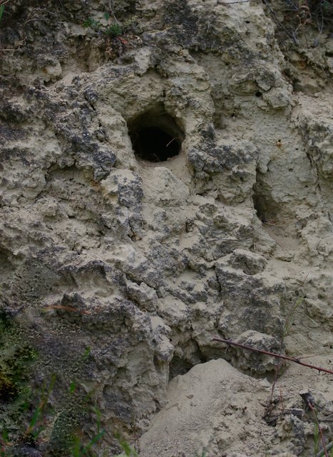 die scheinbar einzige, aktive Nisthöhle in Neusiedl.