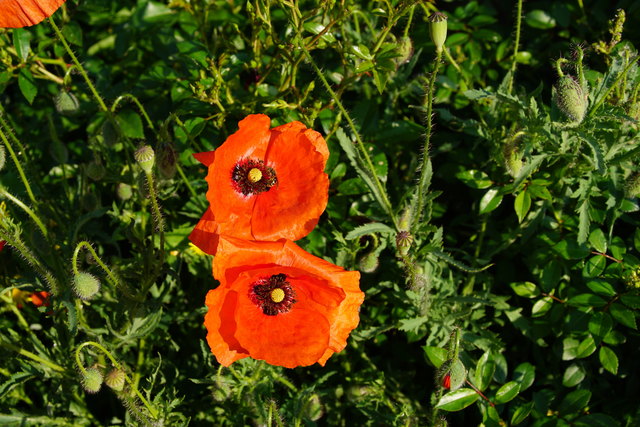 Klatschmohn
