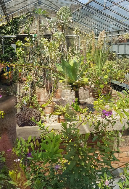 fleischfressende Pflanzen - Thema auf meinbezirk.at