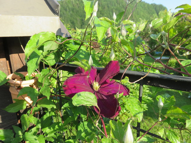 clematis in der morgensonne