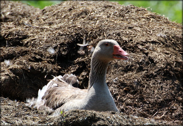 Graugans brütet auf einem Misthaufen beim Bauern, und nützt so die Wärme für ihr Nest