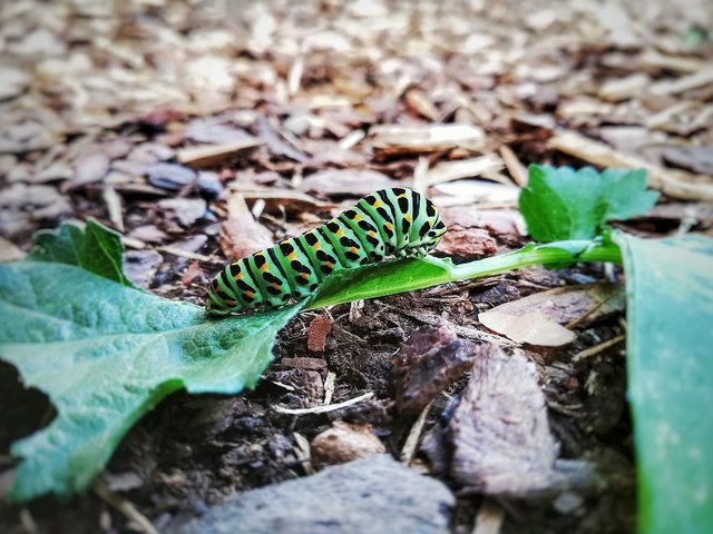 Von der Raupe zum Schwalbenschwanz ????????