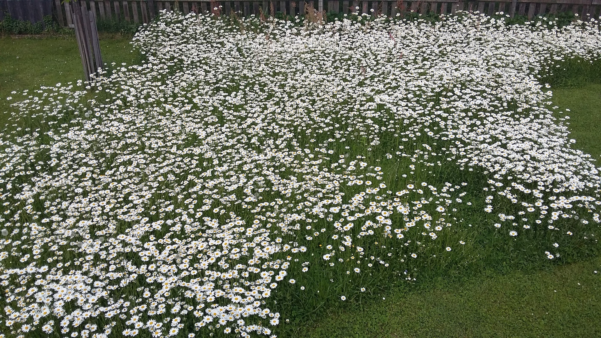 Eine schöne Blumenwiese statt nur einen Rasen Leibnitz