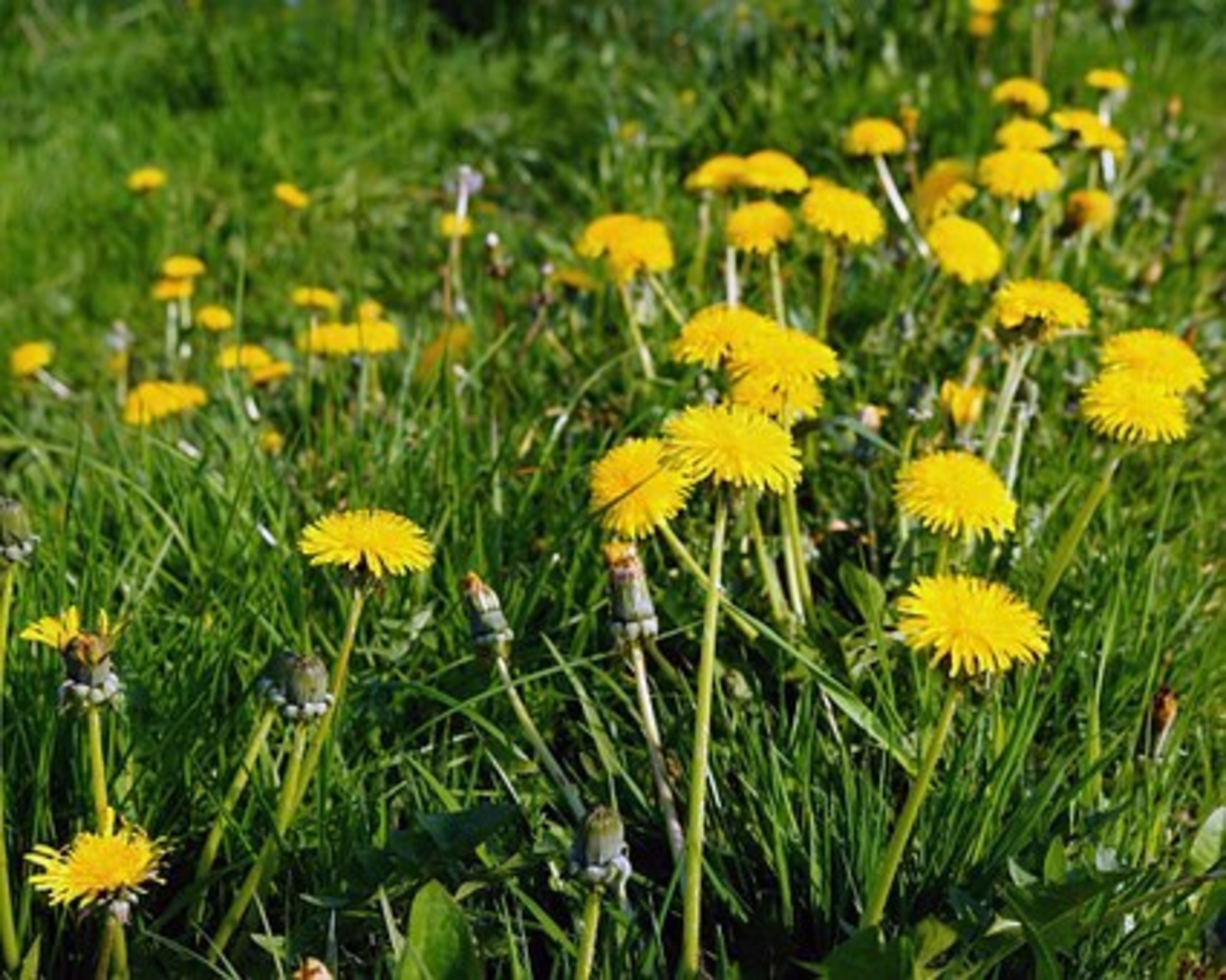 Die sonnenstrahlenden Löwenzahnblüten erblühen tausendfach und